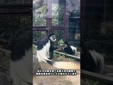 【よこはま動物園ズーラシア】アビシニアコロブス🐵🐵　shorts サムネイル