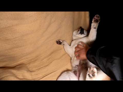 寝床の外で寝落ちしてたので起こそうとしたらゴネだすモモさん【ここをキャンプ地とする】 サムネイル