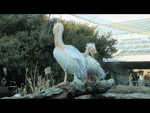 モモイロペリカンの毛繕い　神戸どうぶつ王国　2025年12月28日　00057 サムネイル