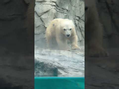 statue モモ太くんとモモちゃんママ　  ホッキョクグマの親子　男鹿水族館GAOにて　2026年5月22日 サムネイル