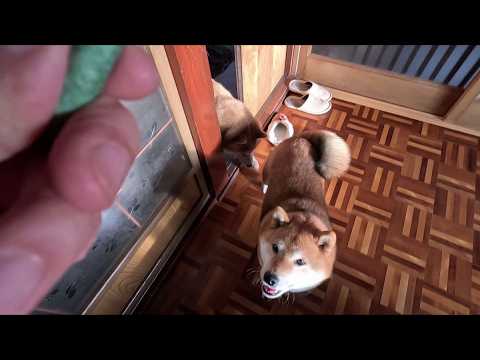 2026年4月17日(金) 物凄い勢いで迫って来るガム中毒者の群れ サムネイル