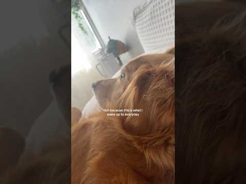 coming home to my golden retriever🥵 goldenretreiver dog ind… サムネイル