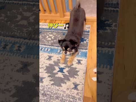 それぞれの匂い🐶 柴犬 チワワ shorts