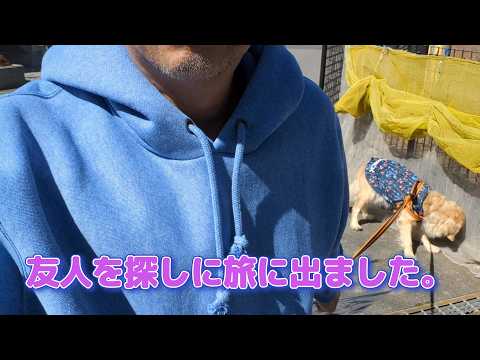 ついに友人探しの旅に出ました。ゴールデンレトリバーティト