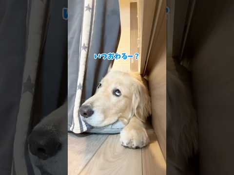 ‪🙄‬ぼくがいるのに...？ 大型犬 ゴールデンレトリバー