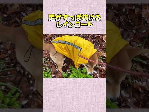 足がすっぽ抜ける レインコート 神戸 柴犬 shiba shibainu サムネイル
