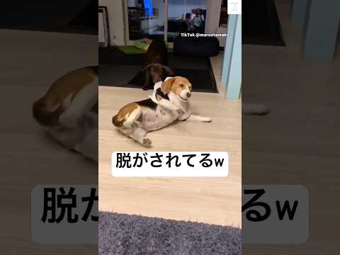 気づいたら服を脱がされてた犬　　犬　犬のいる暮らし ラブラドールレトリバー ビーグル 面白い サムネイル