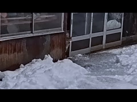 2026年2月16日(月) 寒いので顔だけ出して待ってる柴犬の親子