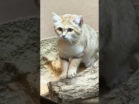 shorts スナネコのアルドくん　那須どうぶつ王国　IMG 9938 サムネイル