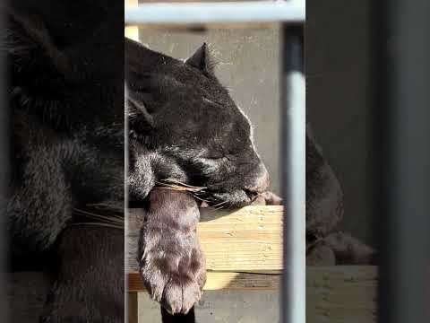 shorts クロヒョウさん　浜松市動物園　2026年2月14日　IMG 8356 サムネイル