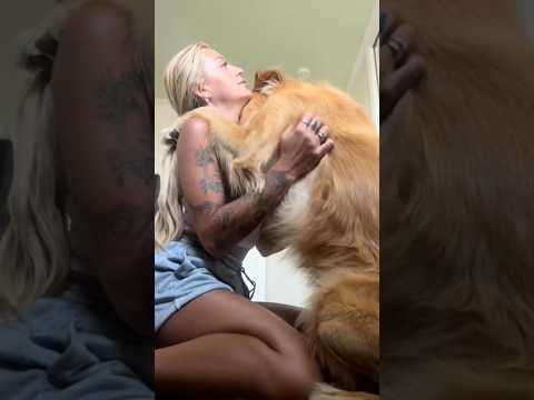 Golden retriver hug me india dog goldenretreiver dogbreed f… サムネイル