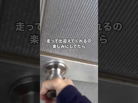 走って出迎えてくれるのかと思ったのにそっちかい ペキニーズ ペキ 鼻ぺちゃ 小型犬