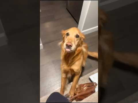 coming home to my golden retriever ♥️ goldendog dog puppy g… サムネイル