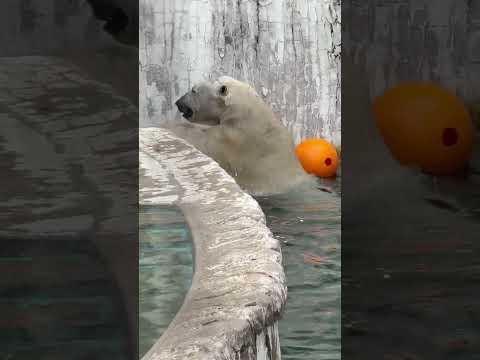 shorts フブキくんのモグモグ タイム　   ホッキョクグマ　東山動植物園にて　2026年3月13日 サムネイル