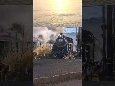 機関車だと思ったら柴犬だった件… 柴犬 shibainu いぬ 柴犬のいる暮らし こまちく家族 サムネイル