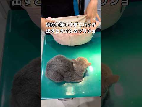 あまりにも病院が嫌すぎてバッグ出すとすぐ入っていくのが特技 ブリショ ブリティッシュショートヘア shorts