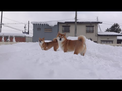 雪の散歩、離れられない柴犬。 サムネイル