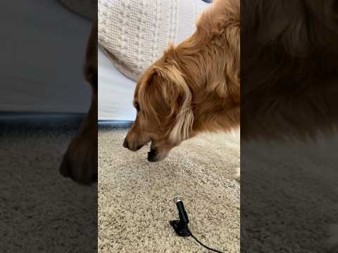 coming home to my golden retriever🥵goldenretreivers dog pup… サムネイル