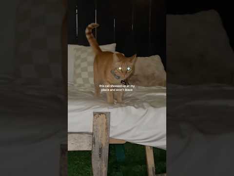 coming home to my golden retriever❤️india retreiver dog pup… サムネイル