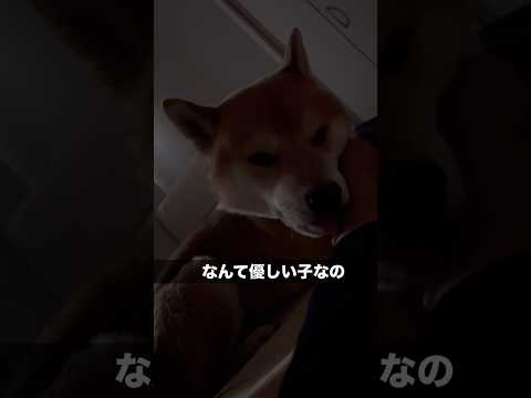 柴犬とん君は、優しい子　柴犬　柴犬とん サムネイル