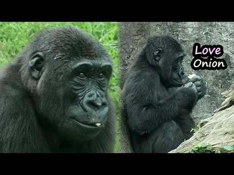 Gorilla Ringo enjoy the last bite of onion left by Tayari,d… サムネイル