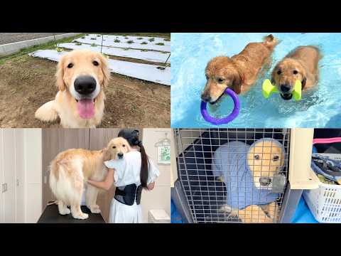 【Vlog】プール・お風呂・畑活！大型犬と過ごす最高に愛おしい1日。 サムネイル
