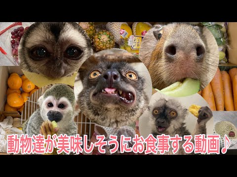 た〜くさんの素敵なプレゼントを頂いたので、動物達が美味しそうにごはんを食べる様子をお礼代わりに撮りました♫ サムネイル