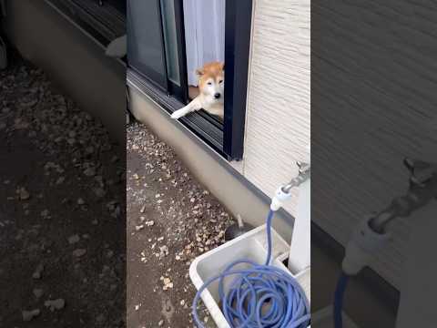 柴犬福 母がゴミ捨てに行った時の柴犬🤣Why here🤣shorts 柴犬 shibainu funny comedy…