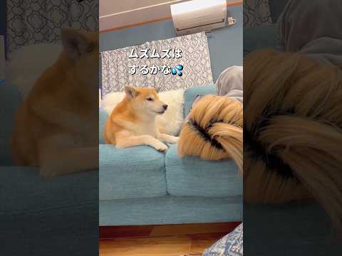 最後に一撃😂柴犬 shibainu shorts サムネイル