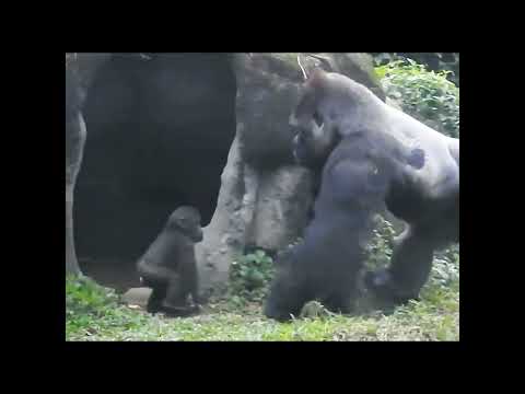 Follow me.Gorilla D'jeeco 23y1m old dad & son Jabali 1y1m o… サムネイル