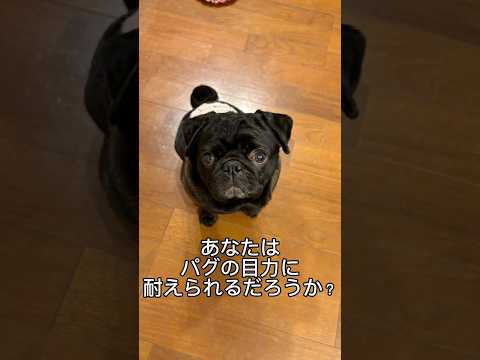 パグに見つめられると… doggie パグ cutedog pug puppy 犬のいる暮らし doglife dog… サムネイル