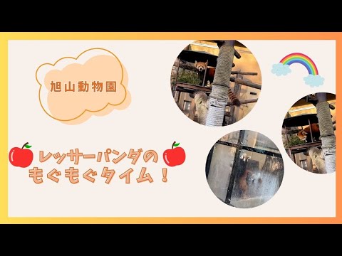 【旭山動物園】レッサーパンダのもぐもぐタイム！🍎[Asahiyama Zoo]Red panda munching t… サムネイル