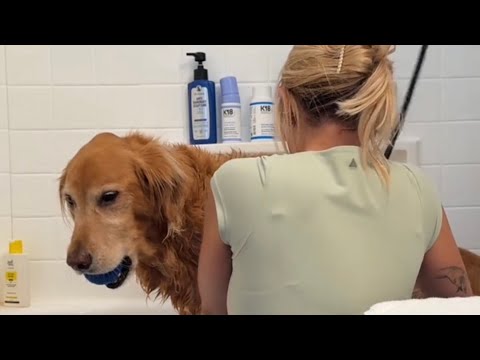 coming home to my golden retriever🥵 goldenretreiver dog ind…