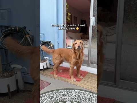 coming home to my golden retriever🥵goldenretreivers dog pup… サムネイル