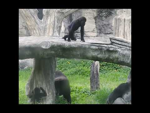 gorilla Tayari 10y6m old mom & son Jabali 10m old. shorts.… サムネイル