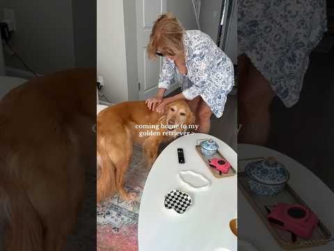 coming home to my golden retriever🥵goldenretreivers dog pup… サムネイル