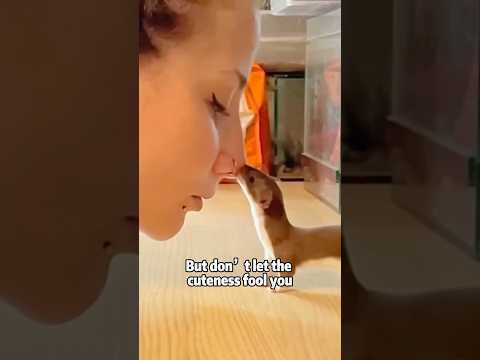 Meet the Least Weasel: World’s Smallest Carnivore!animals l… サムネイル