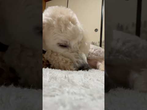 shorts 眠い💤💤タローちゃん　トイプードル　2026年1月17日 サムネイル