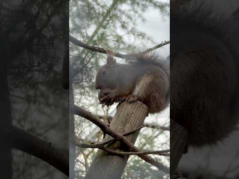 shorts カリカリカリカリ🐿️ ニホンリス　那須どうぶつ王国にて　2026年2月1日 サムネイル