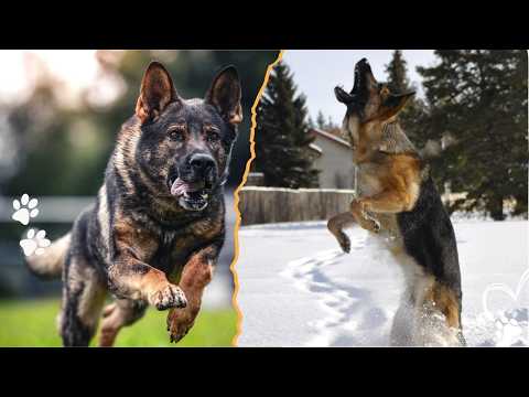 What Owning a German Shepherd Says About You サムネイル