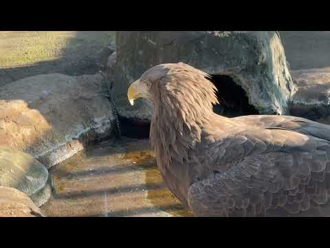 食後の水浴び　オジロワシ　浜松市動物園にて　2026年2月15日 サムネイル