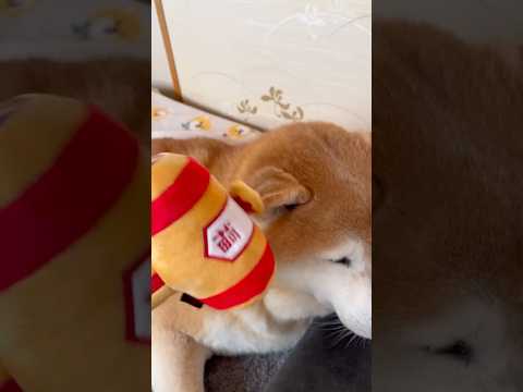 柴犬福 メンヘラ姉に打出の小槌を振られて迷惑そうな柴犬🤣Sister and Shiba🤣姉と柴 shorts fun… サムネイル