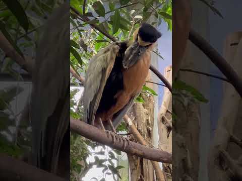 shorts ヒロハシサギさん 羽づくろい中〜　那須どうぶつ王国にて　2026年1月11日 サムネイル