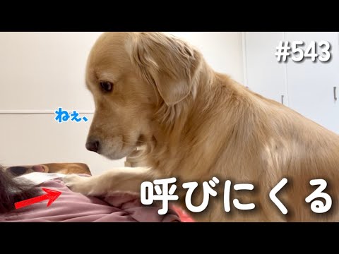 控えめに呼びにくるモンちゃん【ゴールデンレトリバー】 サムネイル
