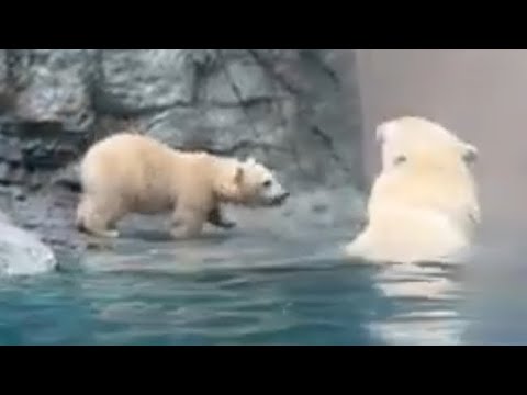 モモ🍑母さん　泳ぐ❣️ ホッキョクグマ　男鹿水族館GAO 2026年5月1日 サムネイル