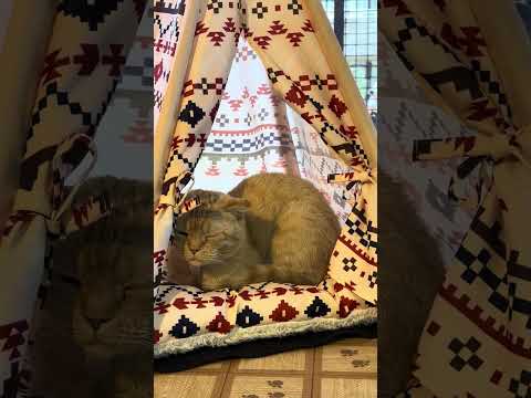 shorts スコティッシュフィールドのコロナちゃん　那須どうぶつ王国　IMG 6811 サムネイル