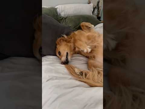 coming home to my golden retriever🥵 goldenretreiver dog ind… サムネイル