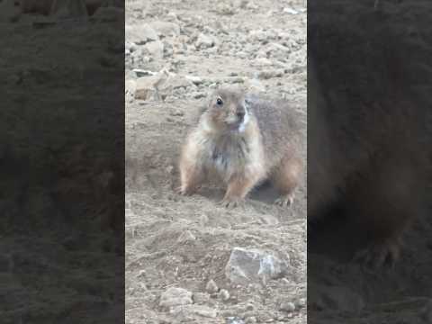 shorts 一頭だけ地下から出て来てました〜　オグロプレーリードッグ　那須どうぶつ王国にて　2026年2月1日