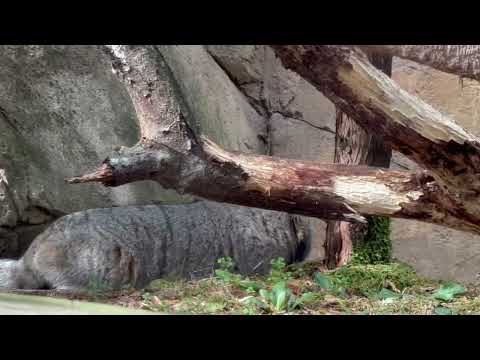 アブちゃんビューん！バックヤードのナゴムくんの姿が見えますネェ〜☺️ マヌルネコ　那須どうぶつ王国にて　2026年2月… サムネイル