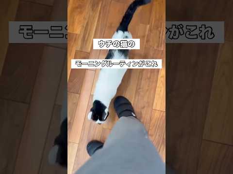 ウチの猫のモーニングルーティンは１回飼い主の足で伸びをしてスタスタ去っていくこと笑 白黒猫 白猫 モーニングルーティン… サムネイル